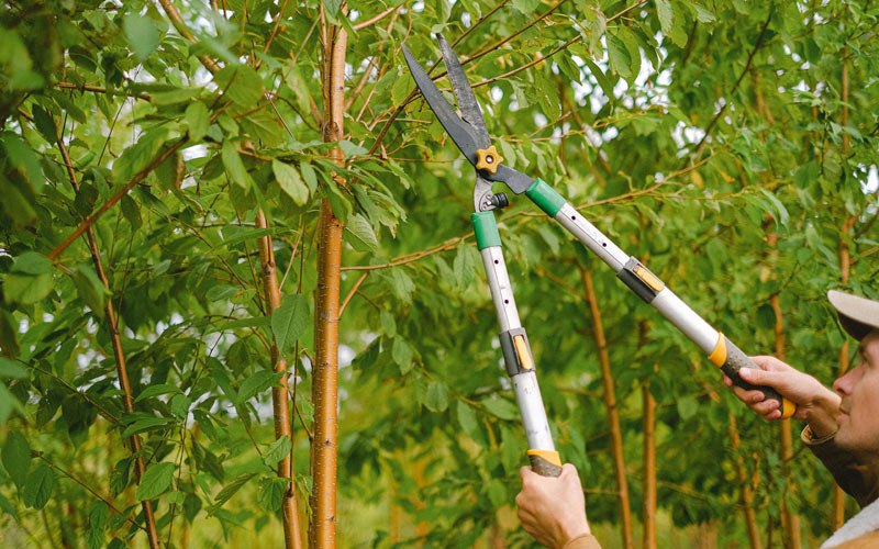 Tree trimming in Wasco, OR
